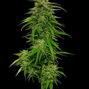 Mango Sherbert Autoflower cannabis seeds – Good for outdoor grow – Mostly Indica – Female seeds – image 1 from Seed City