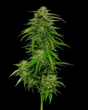 Mango Sherbert Autoflower