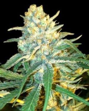 Mango Syrup