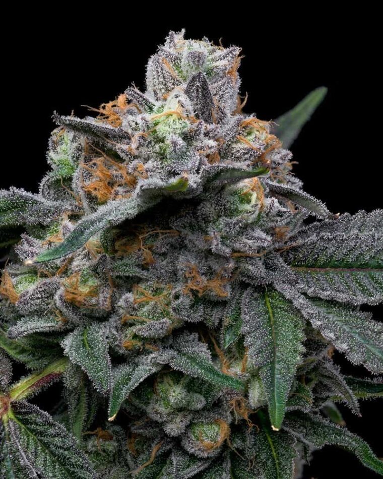 Mango Z x Hollywood cannabis seeds – 12/12 Photoperiod – Outdoor cultivation – Sweet – image 1 from Seed City
