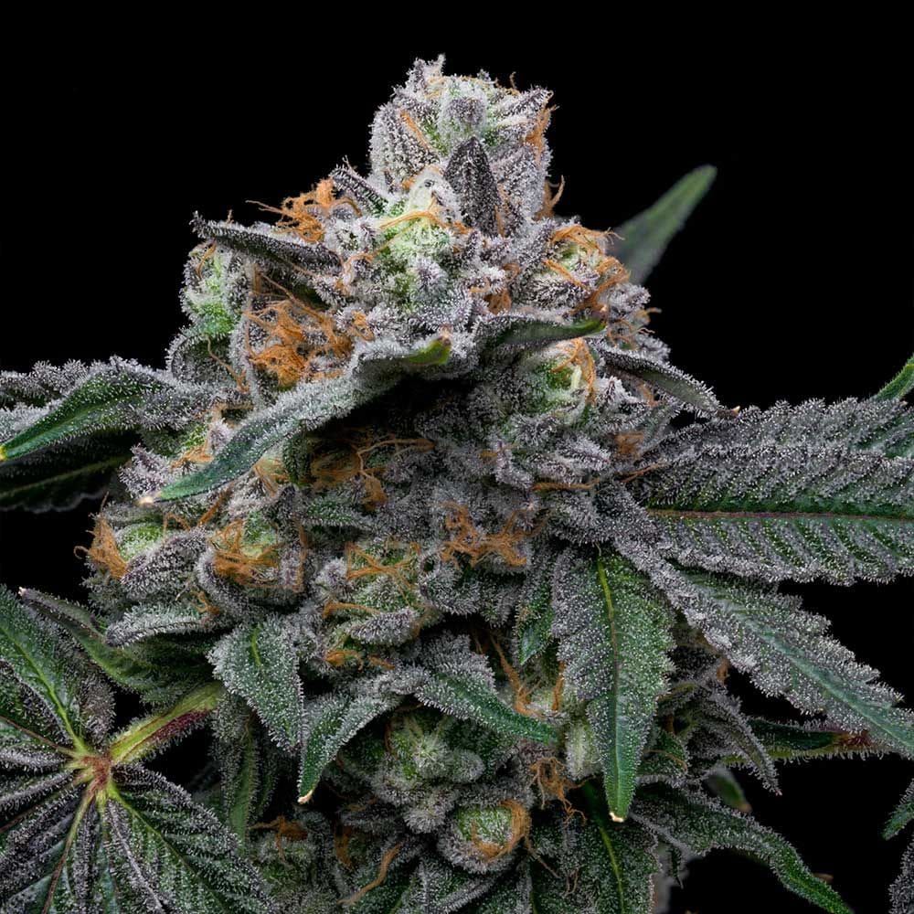 Mango Z x Hollywood cannabis seeds – 12/12 Photoperiod – Outdoor cultivation – Sweet – image 1 from Seed City