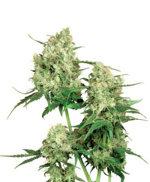 Maple Leaf Indica
