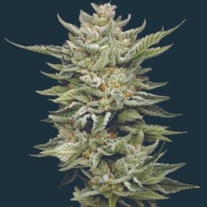 Mostly Indica – Indoor-friendly – Super Strength – Marathon OG strain – image 1 – from Mavericks Genetics via Seed City