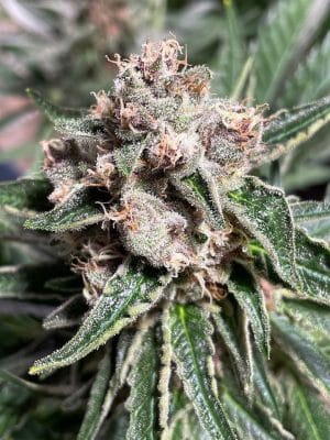 Mars Mellow