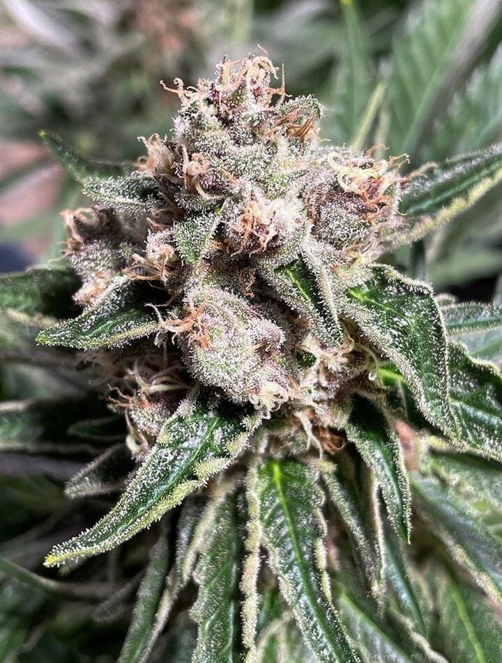 Mars Mellow from Ministry of Cannabis