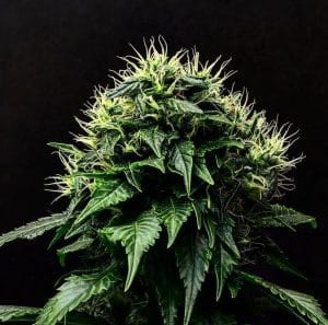 Masamune OG Auto