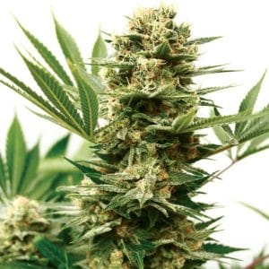 Mass Shooter Auto