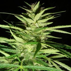 Image 1 of Master Kaze cannabis by Mr Nice Seeds – Euphoric – 50% Indica/50% Sativa – Regular – Seed City