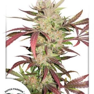 Master Kush cannabis seeds – Sweet – Indica – Female seeds – image 1 from Seed City