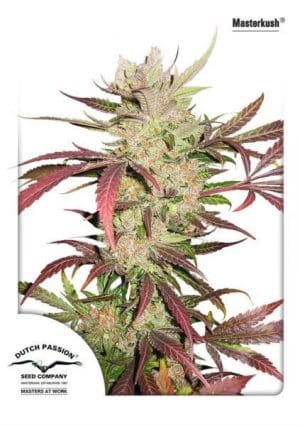 Master Kush