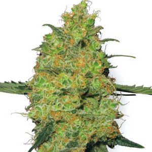 Master Kush by White Label Seeds – 12/12 Photoperiod – Indoor-friendly – Hashy – image 1 – Seed City