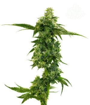 Master Kush