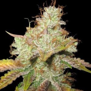 Master Kush