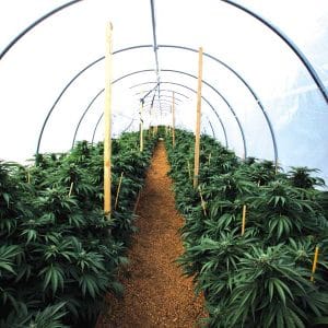 Mastodon Kush cannabis seeds – Peppery – 12/12 Photoperiod – Female seeds – image 1 from Seed City