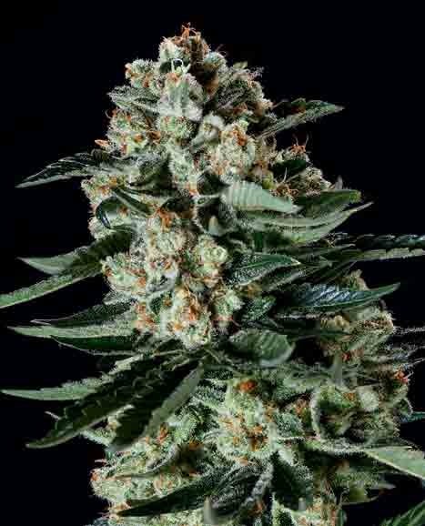 Matanuska Thunderfuck x SCBDX by Super CBDx Seeds – Citrus – Feminized – Indoor-friendly – image 1 – Seed City