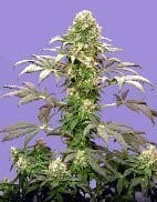 Matanuska Tundra cannabis seeds – Female seeds – General Pain – Suited for indoor growing – image 1 from Seed City