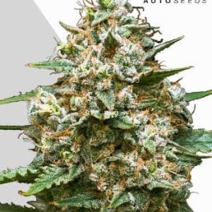 Maui Wowie Auto cannabis seeds – Short (up to 80cm) – Female seeds – Pineapple – image 1 from Seed City