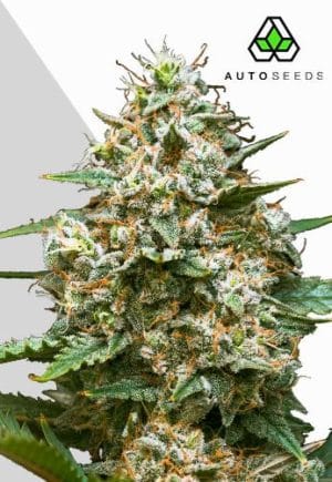 Maui Wowie Auto