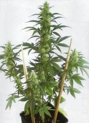 MayDay Auto