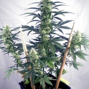 May Day Express by Positronic Seeds – Indica Dominant – Euphoric – Indoor – image 1 – Seed City