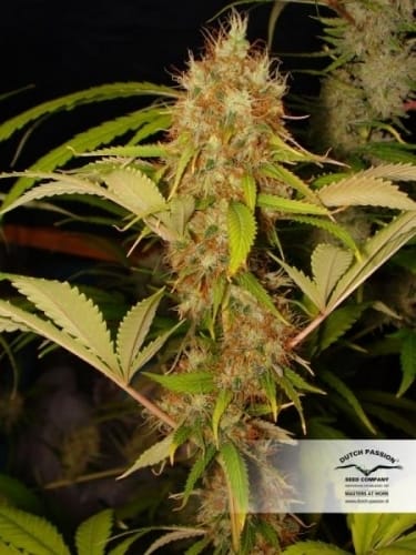 showing Hashy – Indica-heavy – High Yielding – image 1 – Seed City