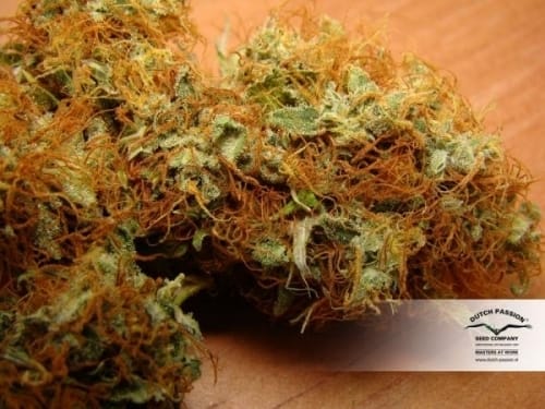 Contemplation – Feminized – Hashy – Mazar strain – image 2 – from Dutch Passion Seeds via Seed City