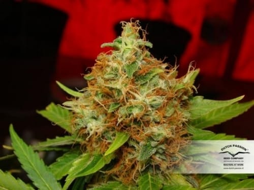 Mazar by Dutch Passion Seeds – Suited for indoor growing – 12/12 Photoperiod – High Yielding – image 3 – Seed City