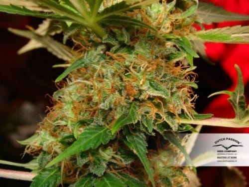 Mazar by Dutch Passion Seeds – Feminized – Suited for indoor growing – Indica-heavy – image 4 – Seed City