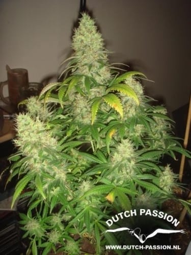 Image 5 of Mazar cannabis by Dutch Passion Seeds – Contemplation – Hashy – Beginning of November – Seed City