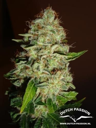 Image 6 of Mazar cannabis by Dutch Passion Seeds – Beginning of November – 12/12 Photoperiod – Contemplation – Seed City