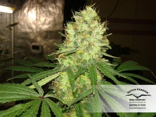 Image 7 of Mazar cannabis by Dutch Passion Seeds – Suited for indoor growing – Indica-heavy – High Yielding – Seed City