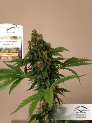 Mazar cannabis seeds – Beginning of November – Indica-heavy – Contemplation – image 8 from Seed City