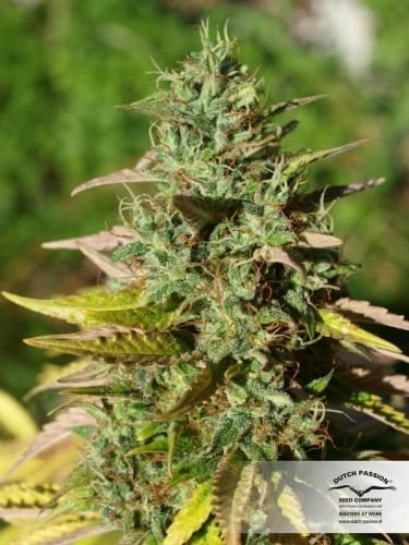 Mazar cannabis seeds – Contemplation – Suited for indoor growing – High Yielding – image 9 from Seed City