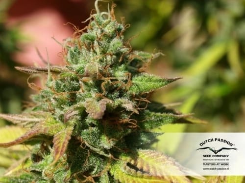 Image 10 of Mazar cannabis by Dutch Passion Seeds – 12/12 Photoperiod – High Yielding – Hashy – Seed City