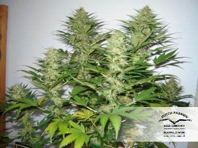 Indica-heavy – Feminized – High Yielding – Mazar strain – image 11 – from Dutch Passion Seeds via Seed City
