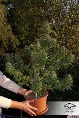 Mazar cannabis seeds – Indica-heavy – Feminized – Suited for indoor growing – image 12 from Seed City