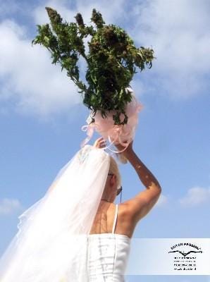 Mazar by Dutch Passion Seeds – Feminized – 12/12 Photoperiod – Suited for indoor growing – image 13 – Seed City