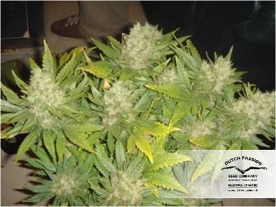 Mazar by Dutch Passion Seeds – 12/12 Photoperiod – Indica-heavy – High Yielding – image 14 – Seed City