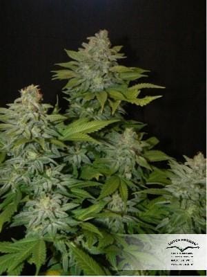 Mazar from Dutch Passion Seeds