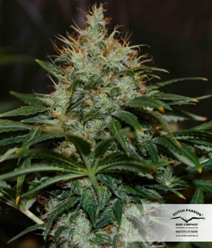 showing 12/12 Photoperiod – Beginning of November – Indica-heavy – image 15 – Seed City