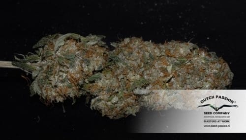 Suited for indoor growing – High Yielding – Feminized – Mazar strain – image 16 – from Dutch Passion Seeds via Seed City