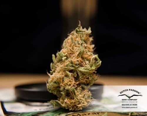 Mazar cannabis seeds – Beginning of November – Hashy – Feminized – image 17 from Seed City