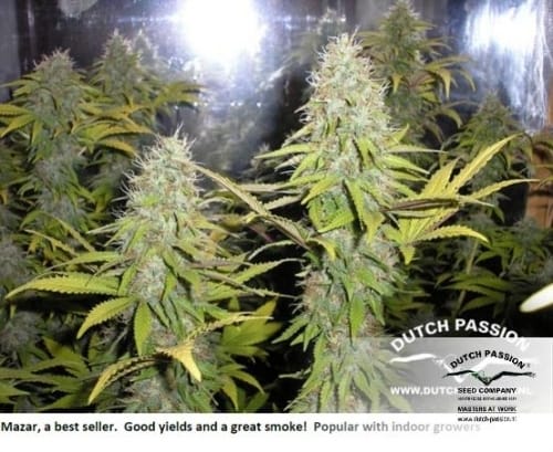 Image 18 of Mazar cannabis by Dutch Passion Seeds – Feminized – Contemplation – Indica-heavy – Seed City
