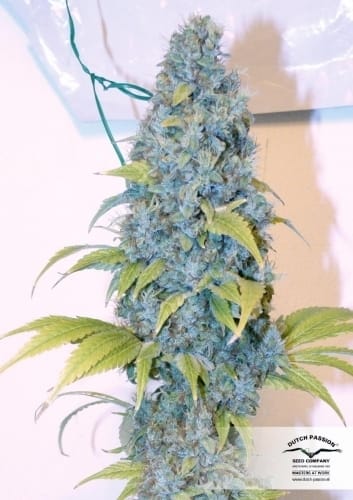 Mazar from Dutch Passion Seeds