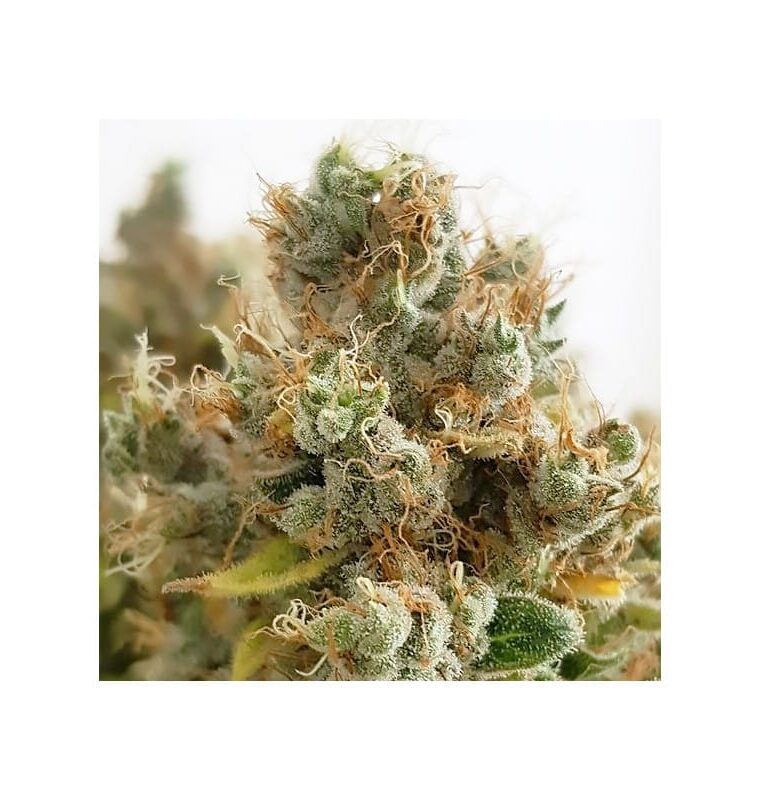 Mazar from Dutch Passion Seeds