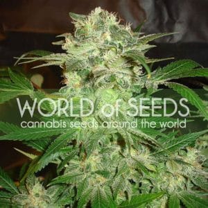 Image 1 of Mazar Kush cannabis by World of Seeds – Female seeds – Super Strength – Woodsy – Seed City