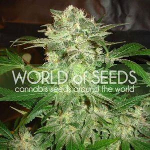 Mazar Kush