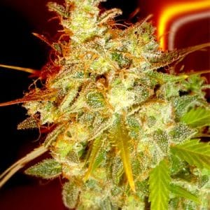 Mazari Grape by Medicann Seeds – The End of September – Greenhouse – Large yield – image 1 – Seed City