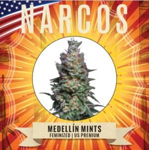 Medellin Mints