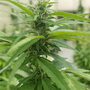 Medi-CBG cannabis seeds – 12/12 Photoperiod – High CBG – Indoor-friendly – image 1 from Seed City
